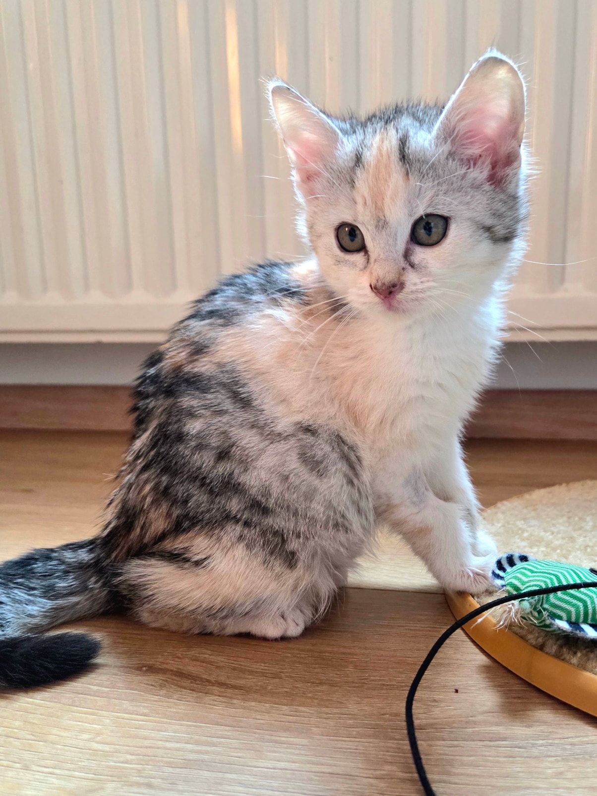 Rocky und Rosalie – Bild 2