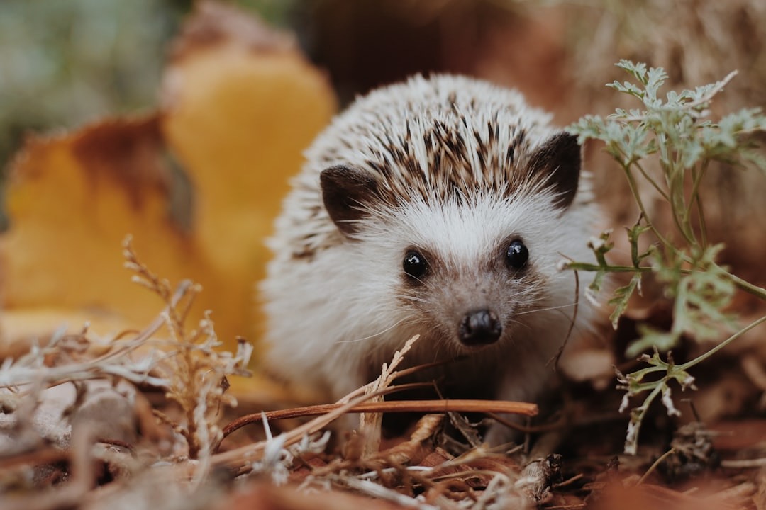 Igel im Herbst – Was kann ich tun?