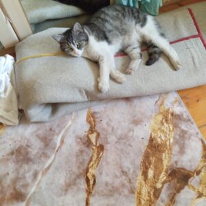 Lausi - Wieder Zuhause