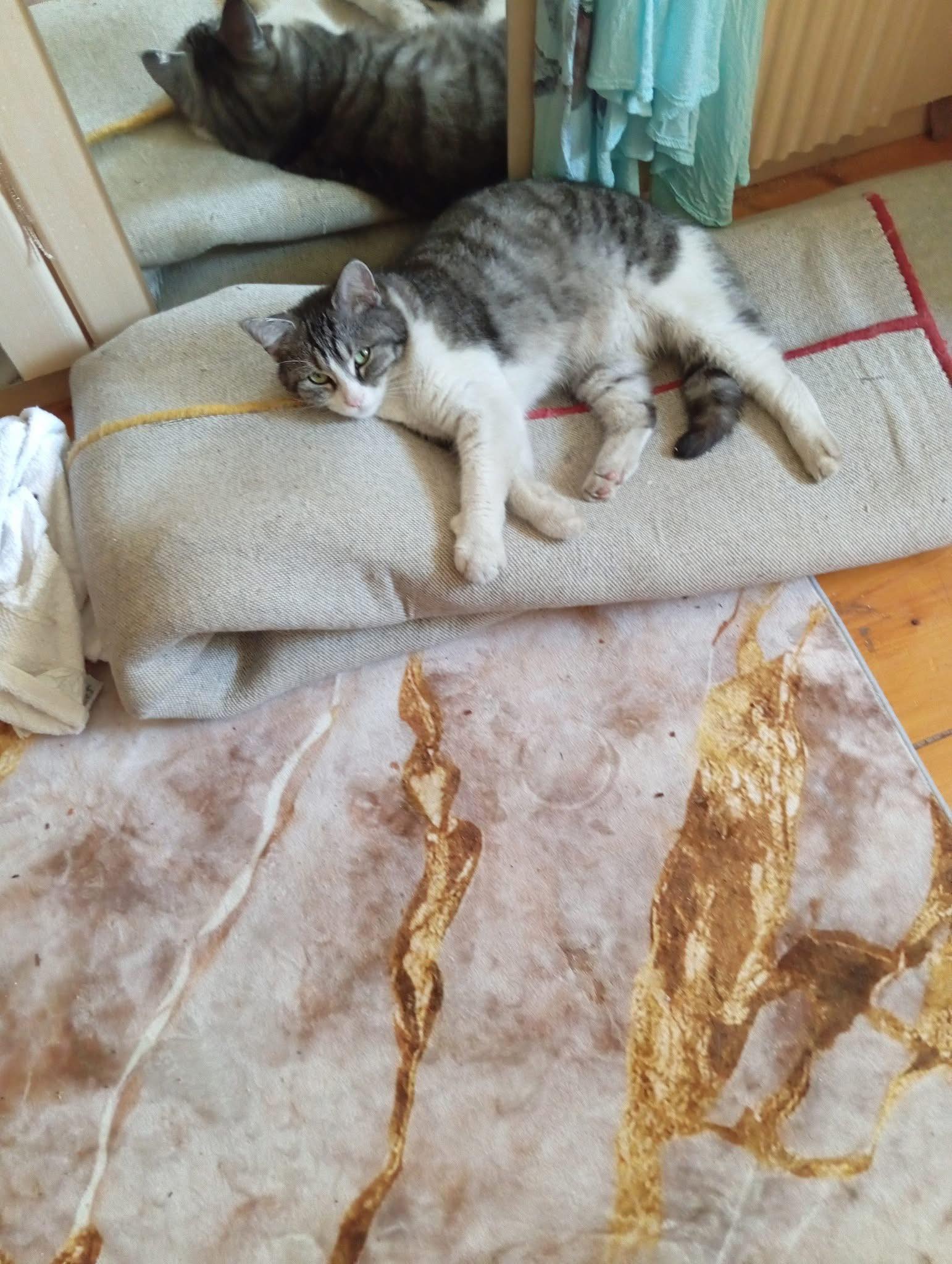 Lausi - Wieder Zuhause – Bild 1