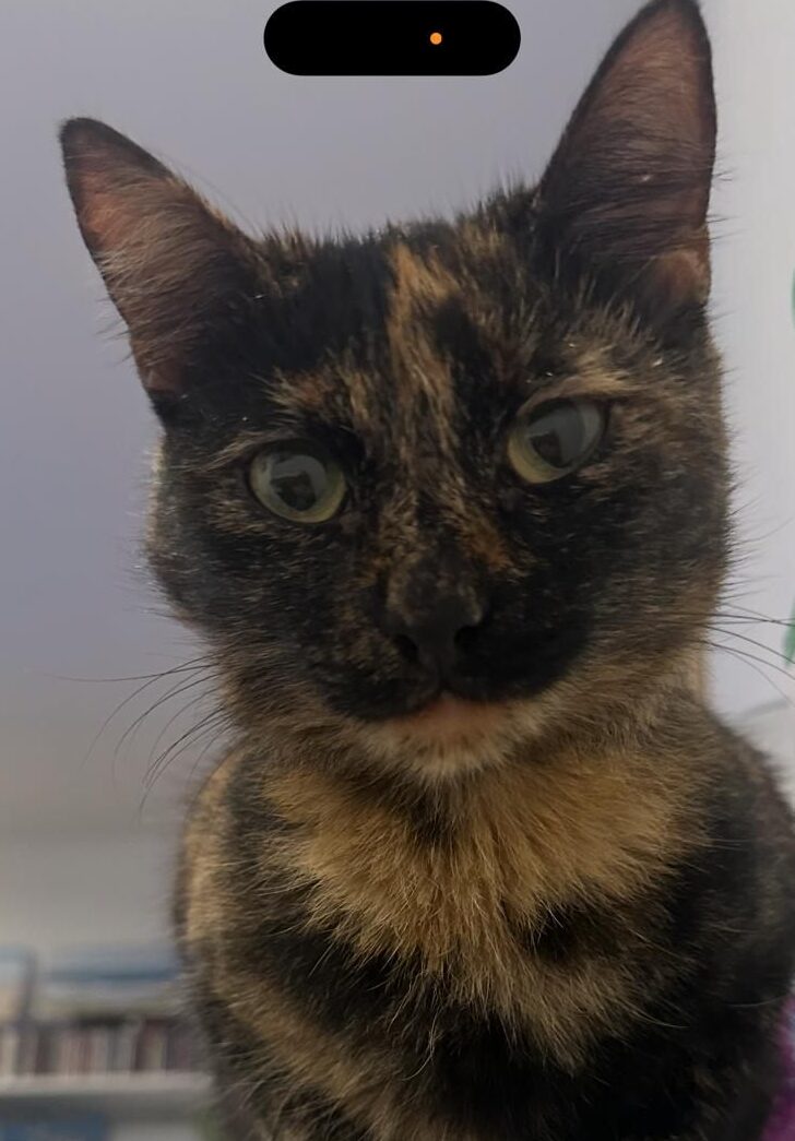 Mia - Trofaiach – Bild 1