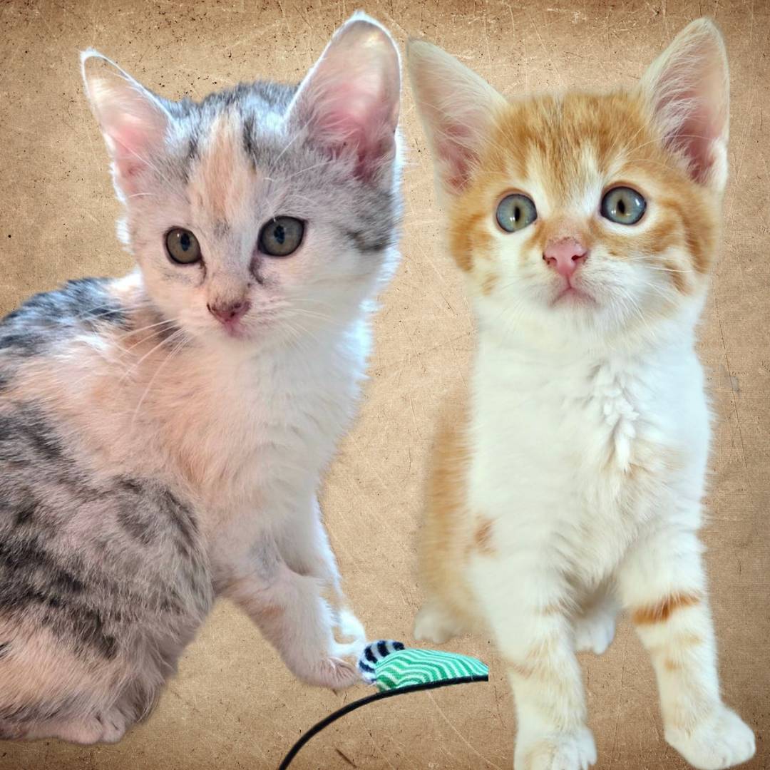 Rocky und Rosalie – Bild 1