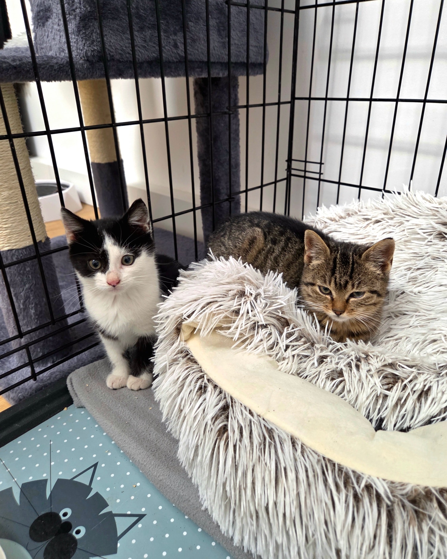 Brownie und Oreo – Bild 1