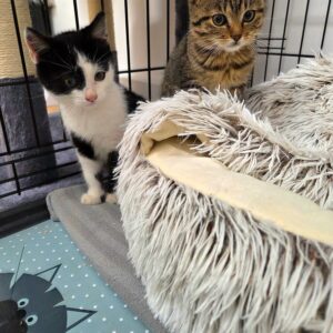 Brownie und Oreo – Bild 2