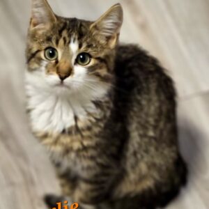 Floh und Charly – Bild 2