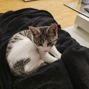 Fundkatze - Trofaiach (Besitzer gefunden) – Bild 1