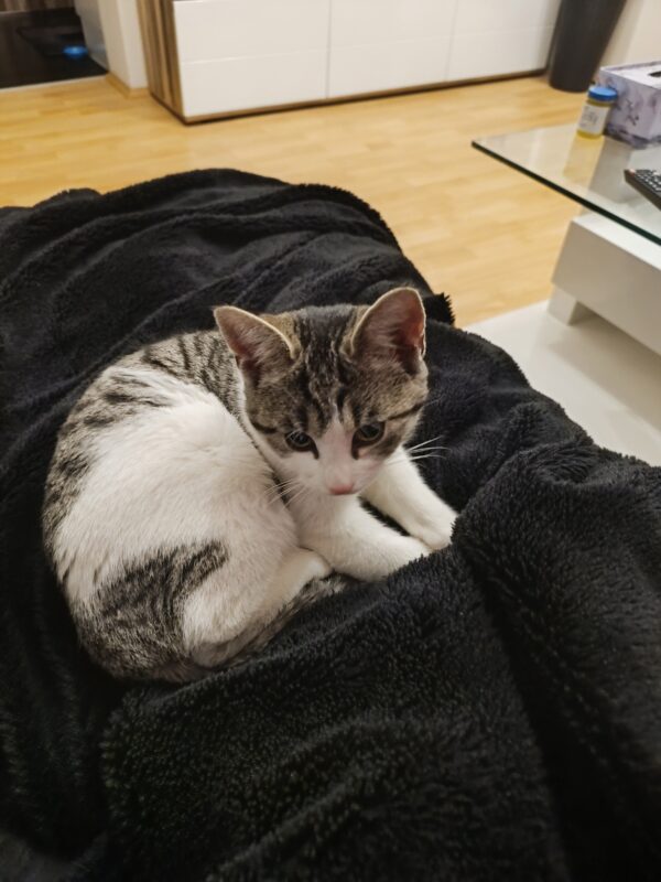 Fundkatze - Trofaiach (Besitzer gefunden)