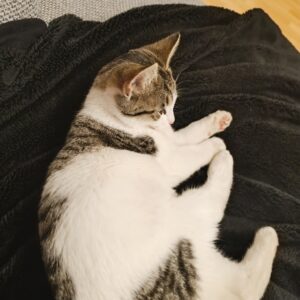 Fundkatze - Trofaiach (Besitzer gefunden) – Bild 2