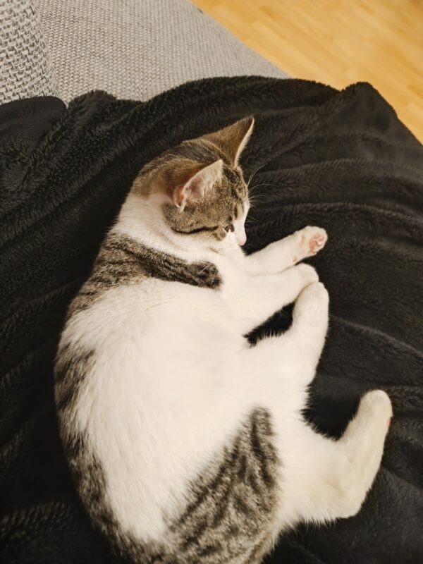 Fundkatze - Trofaiach (Besitzer gefunden)