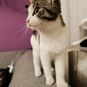 Fundkatze - Trofaiach (Besitzer gefunden) – Bild 3