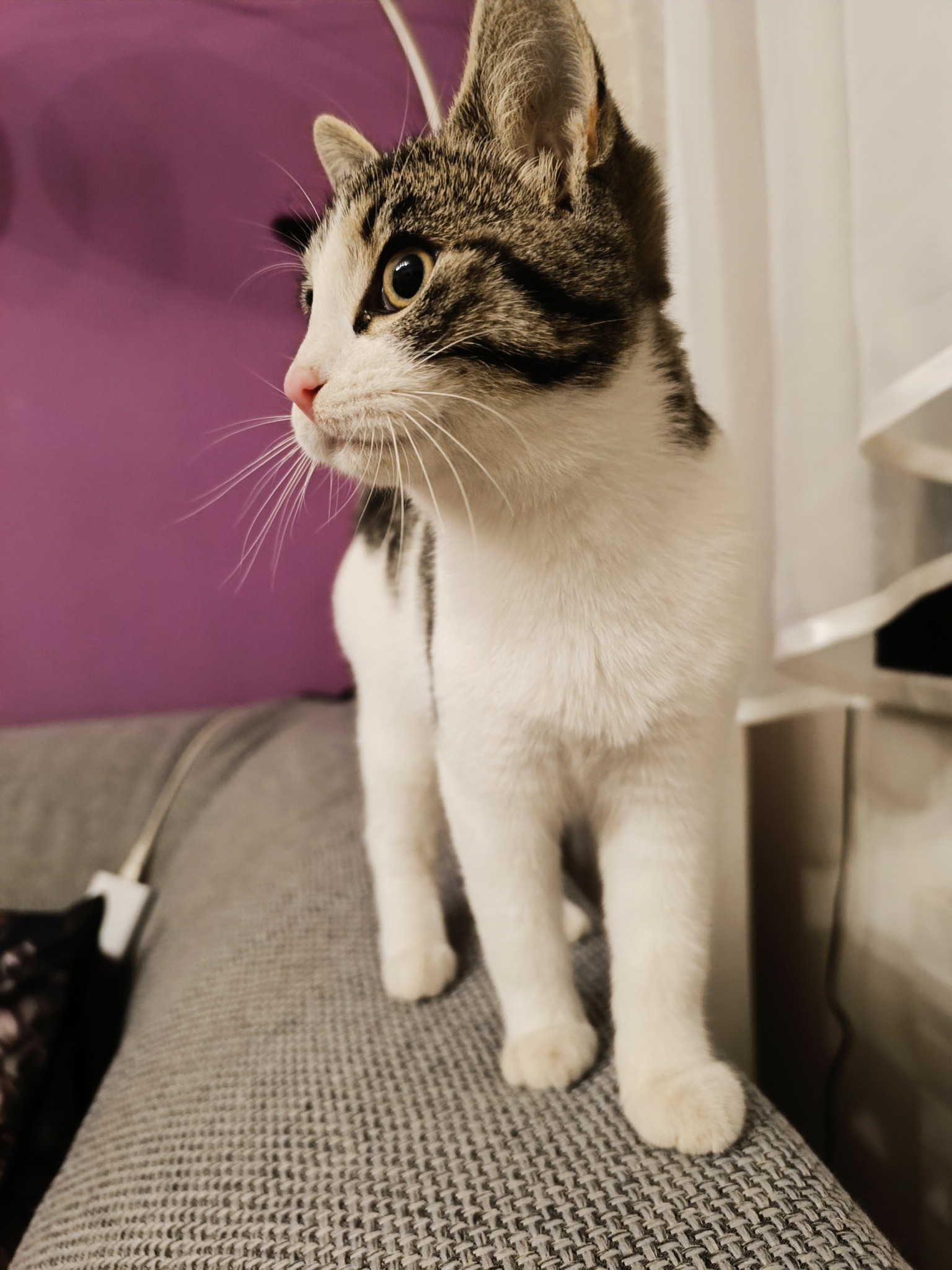 Fundkatze - Trofaiach (Besitzer gefunden) – Bild 3