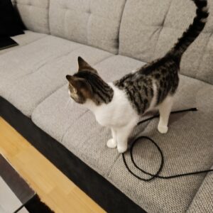 Fundkatze - Trofaiach (Besitzer gefunden) – Bild 4