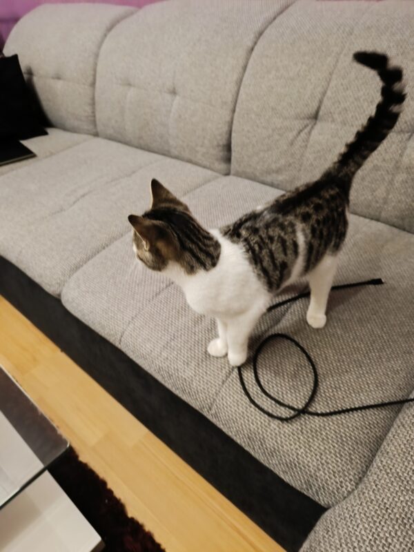 Fundkatze - Trofaiach (Besitzer gefunden)