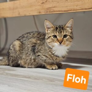Floh und Charly – Bild 3