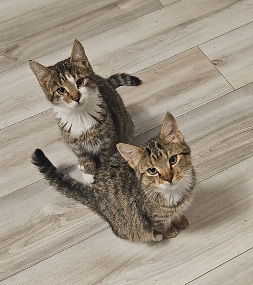 Floh und Charly – Bild 1