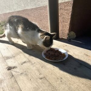 Kater Hope - Trofaiach / Laintal – Bild 2