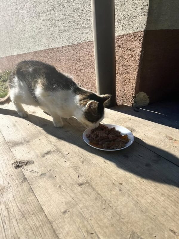 Kater Hope - Trofaiach / Laintal