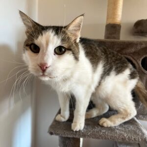 Kater Hope - Trofaiach / Laintal