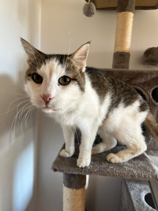 Kater Hope - Trofaiach / Laintal