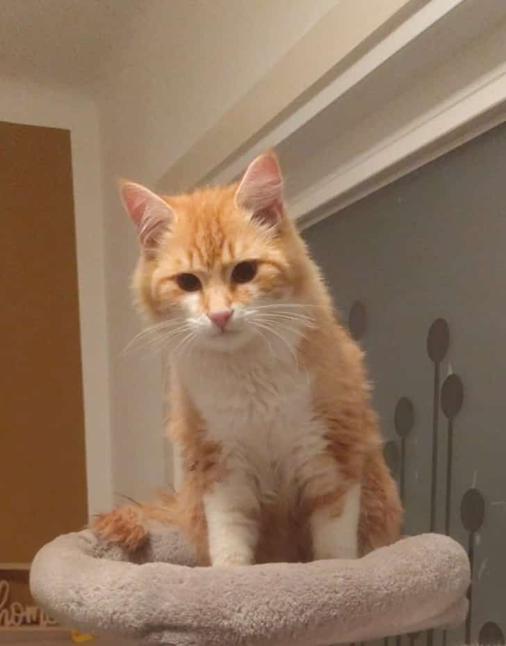 Kater - Kalwang – Bild 1