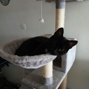 Luzi - St. Stefan (Wieder Zuhause) – Bild 2