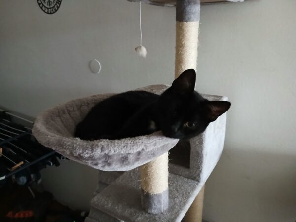 Luzi - St. Stefan (Wieder Zuhause)