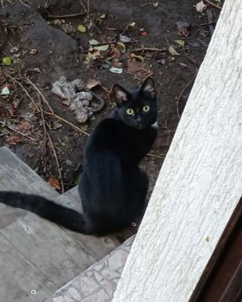 Luzi - St. Stefan (Wieder Zuhause)