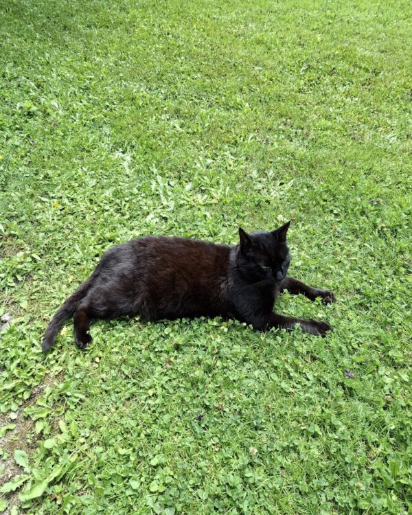 Oskar - Leoben (Wieder Zuhause)