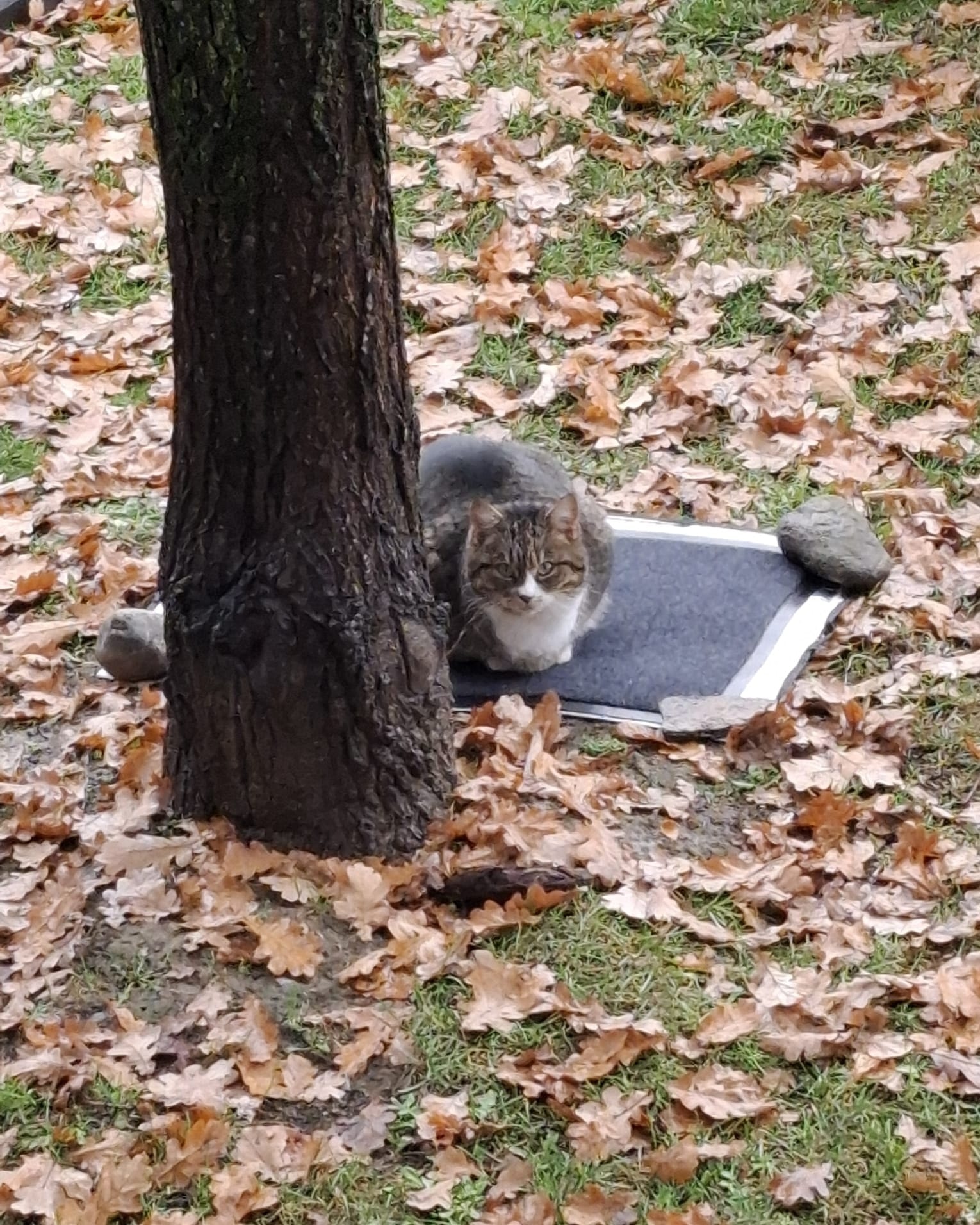 ❗Wichtiger Hinweis: Rücksicht  für unsere Streunerkatze in der Parkstraße Leoben❗