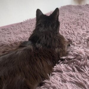 Blacky - Leoben (Göss/Kaltenbrunn) – Bild 2