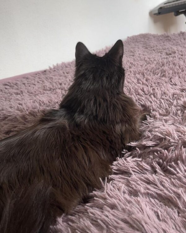 Blacky - Leoben (Göss/Kaltenbrunn)