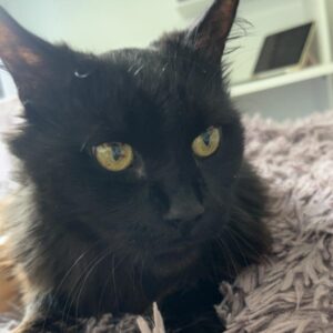 Blacky - Leoben (Göss/Kaltenbrunn)