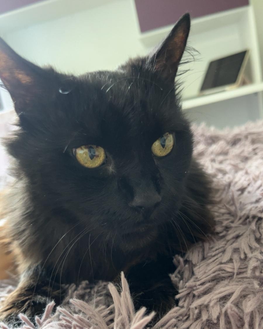 Blacky - Leoben (Göss/Kaltenbrunn) – Bild 1