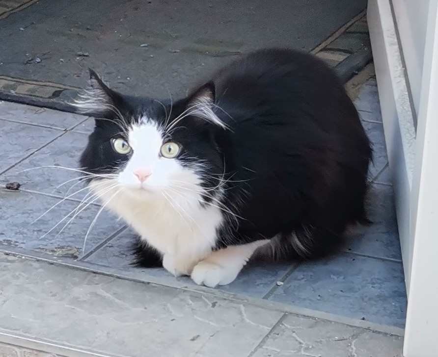 Blacky - Göss – Bild 1