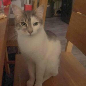 Floki - St. Peter Freienstein – Bild 2