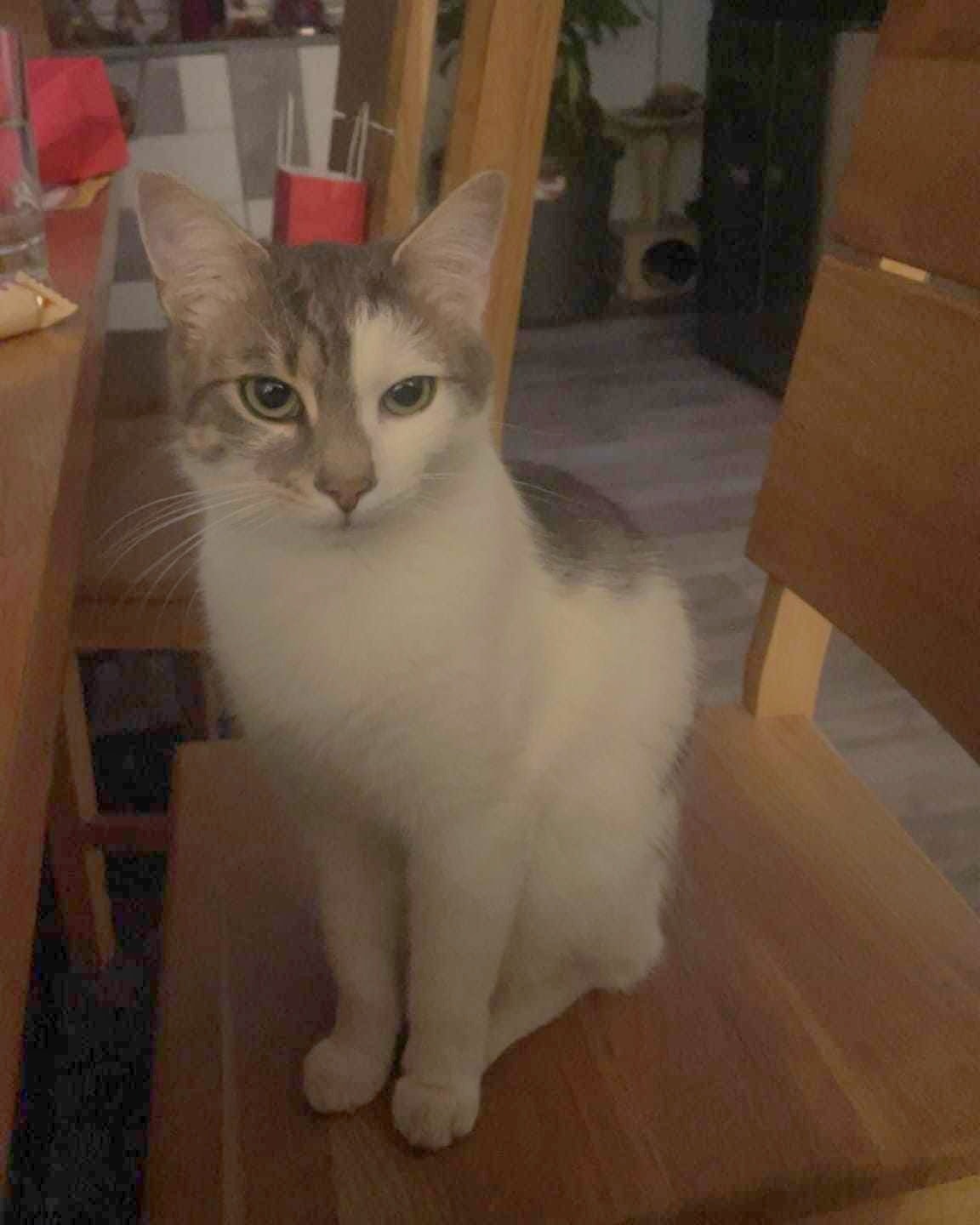 Floki - St. Peter Freienstein – Bild 2