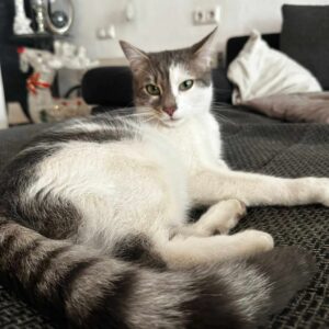 Floki - St. Peter Freienstein