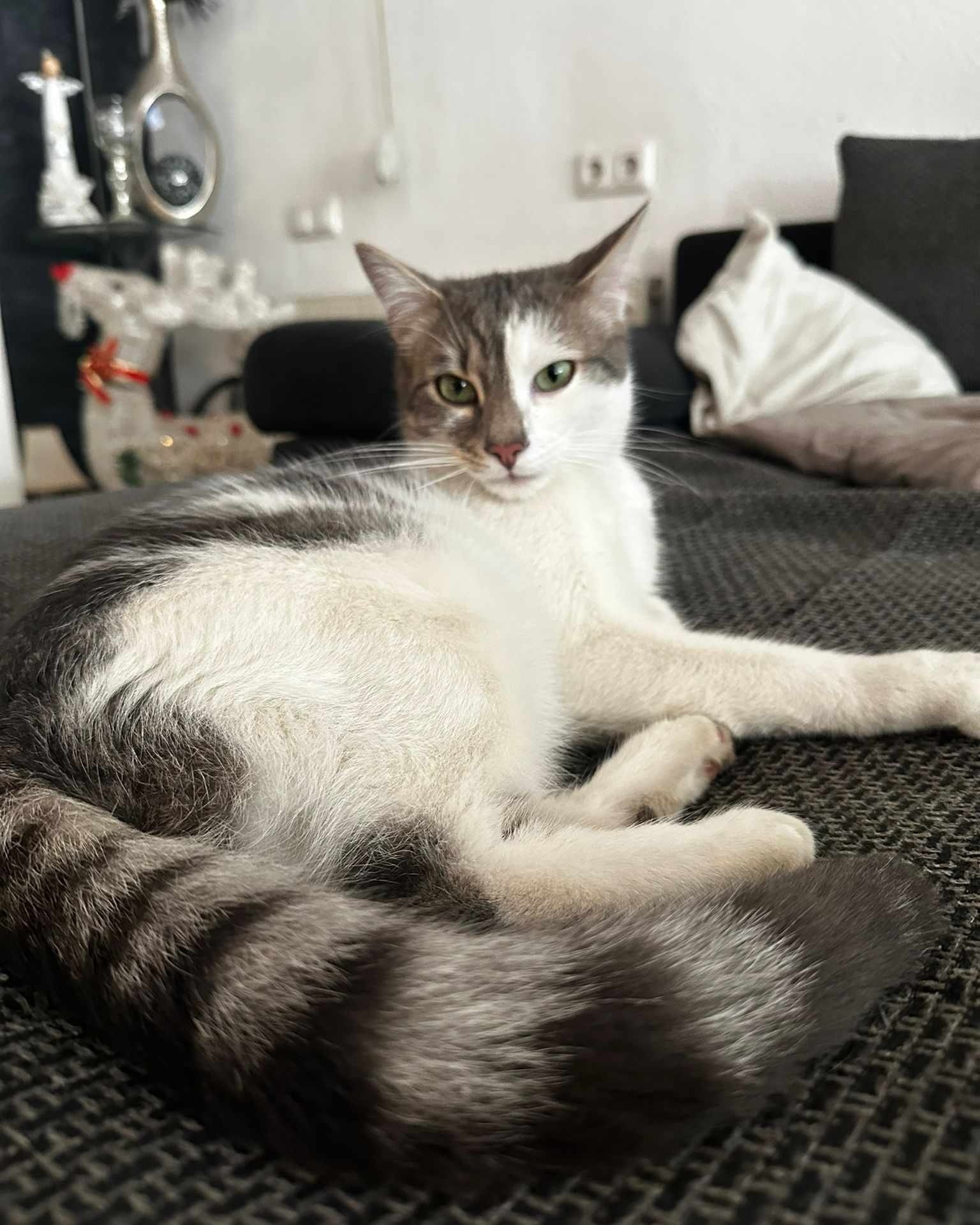 Floki - St. Peter Freienstein – Bild 1