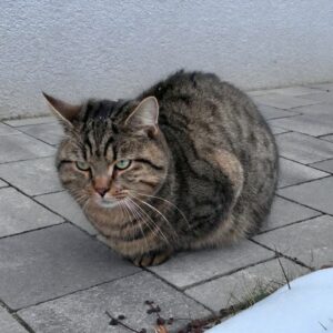 Kater - Leoben/Göss (Besitzer gefunden)
