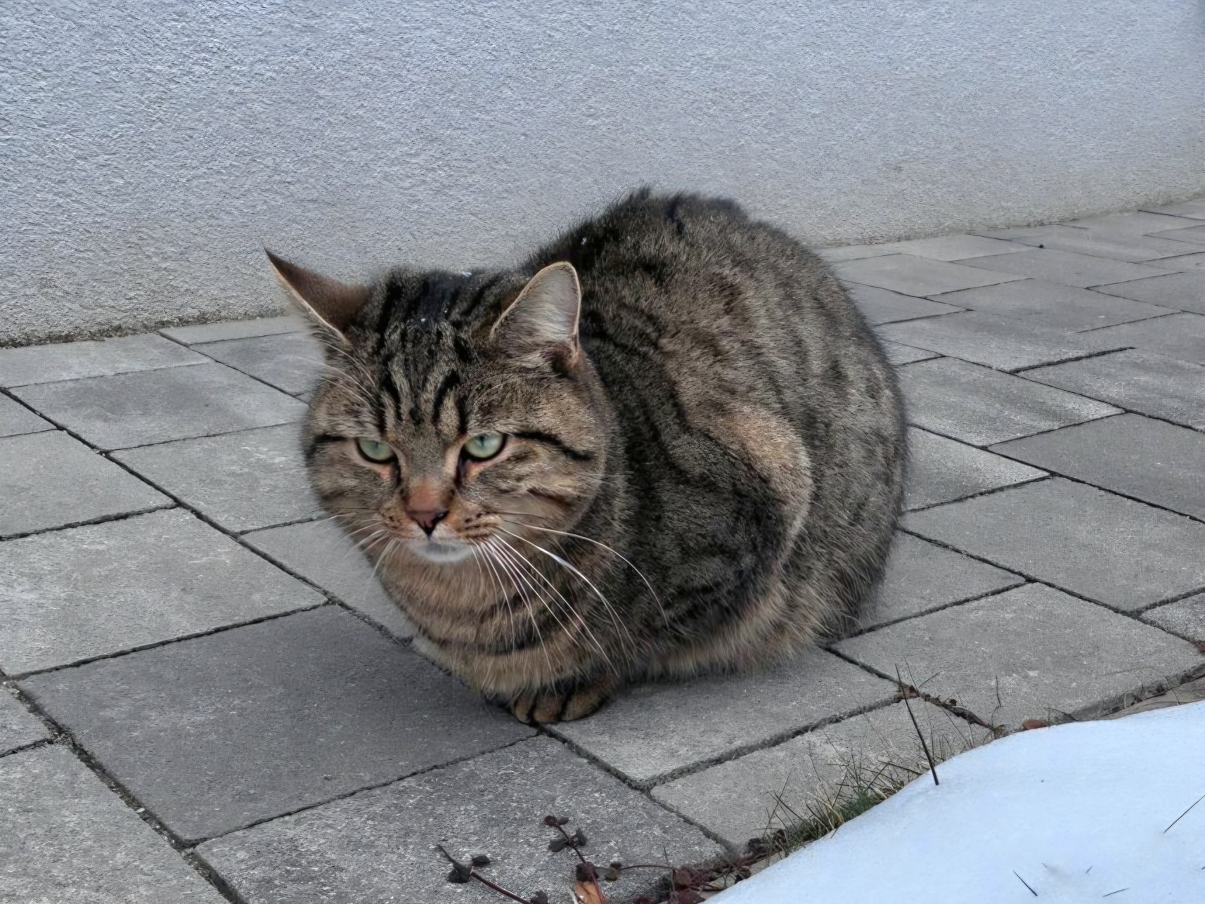 Kater - Leoben/Göss (Besitzer gefunden) – Bild 1