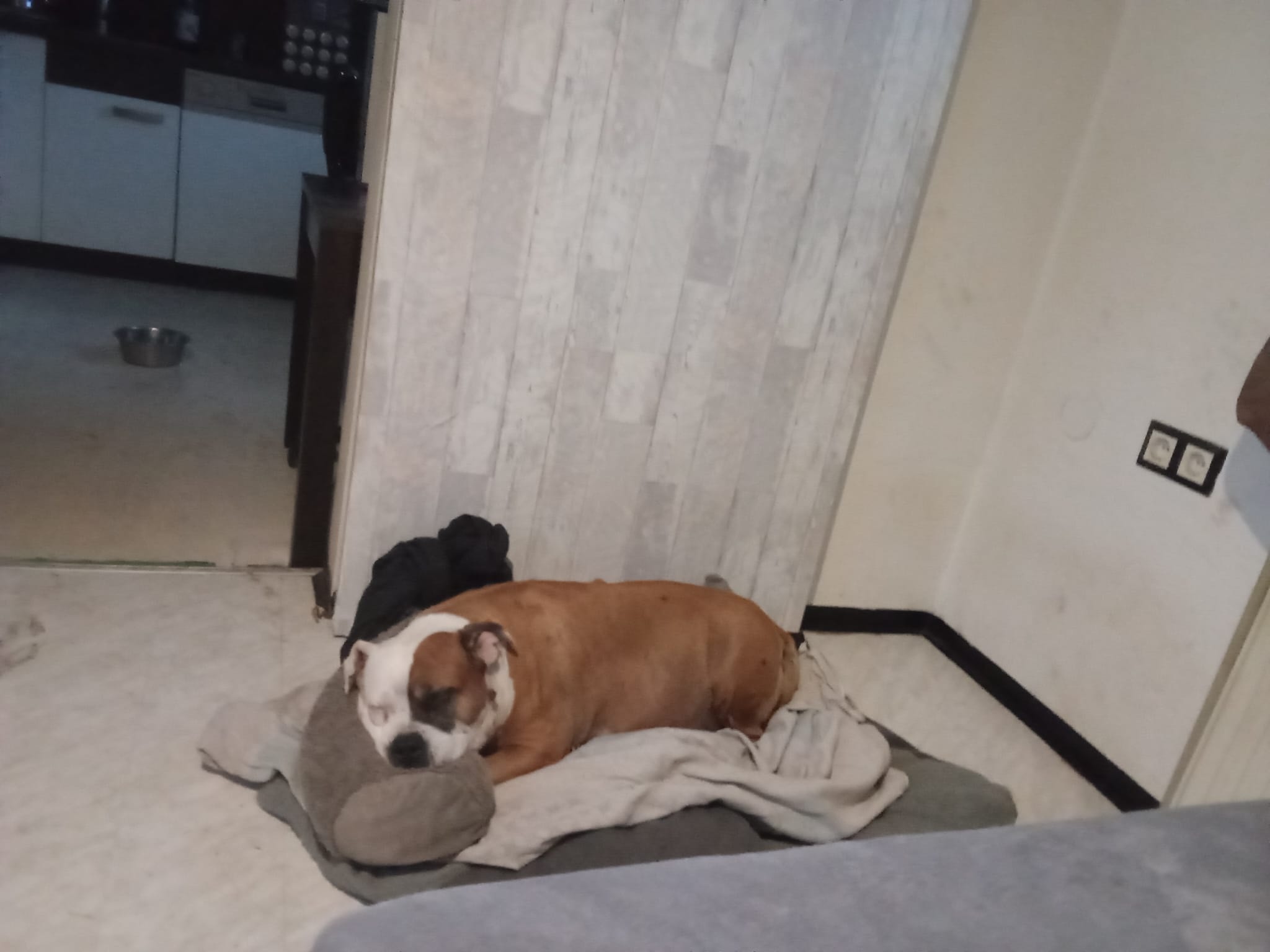 Kira - Niklasdorf – Bild 1