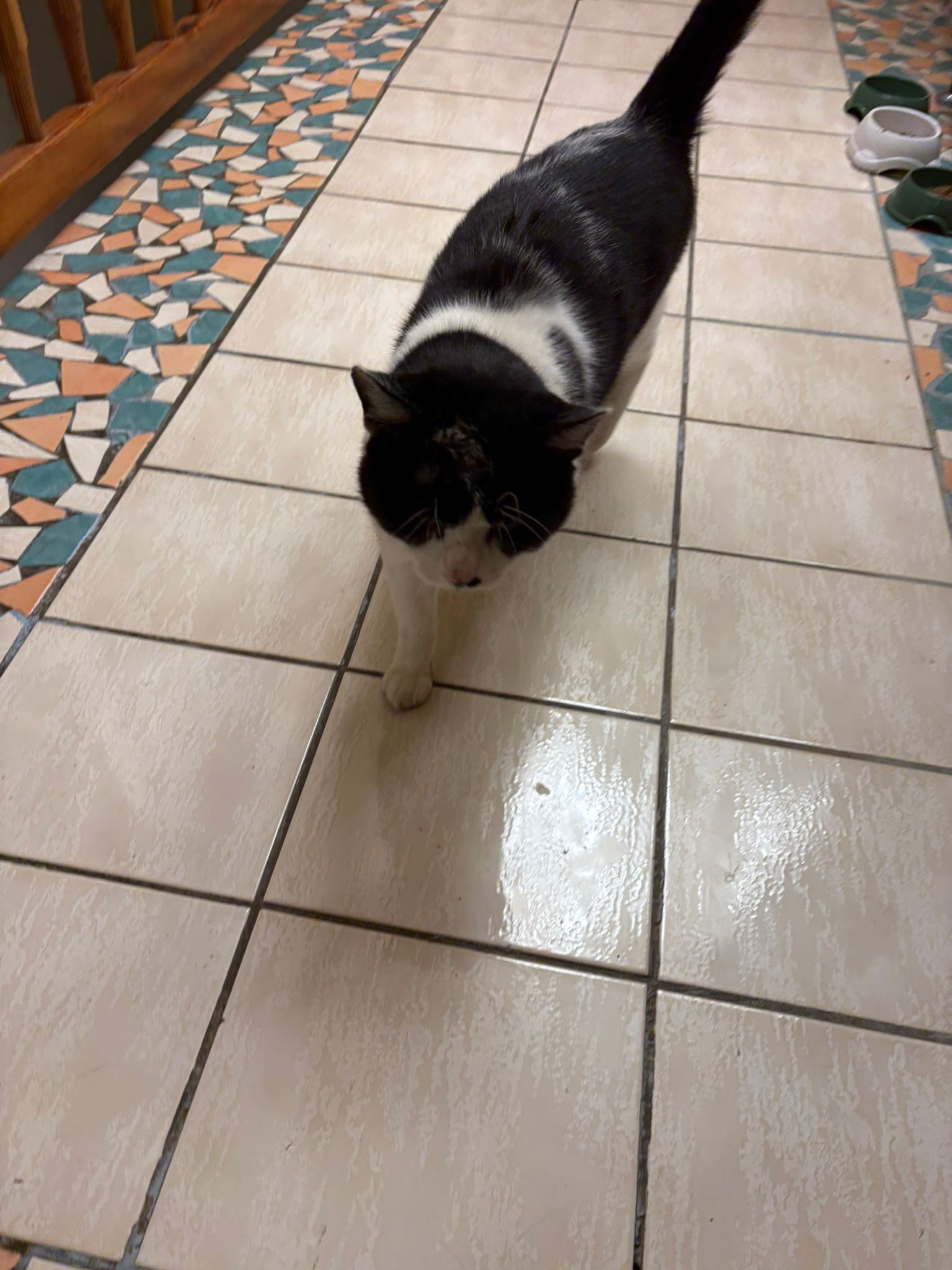 Oreo - Kammern – Bild 1