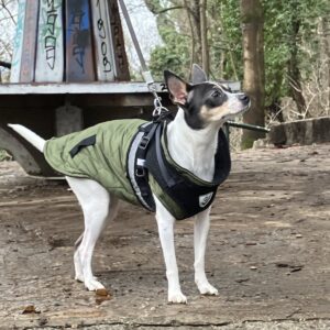 Amy - 14 Monate - VERMITTLUNGSHILFE! – Bild 2