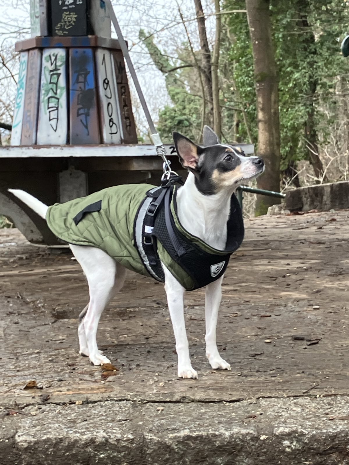 Amy - 14 Monate - VERMITTLUNGSHILFE! – Bild 2