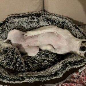 Amy - 14 Monate - VERMITTLUNGSHILFE! – Bild 3