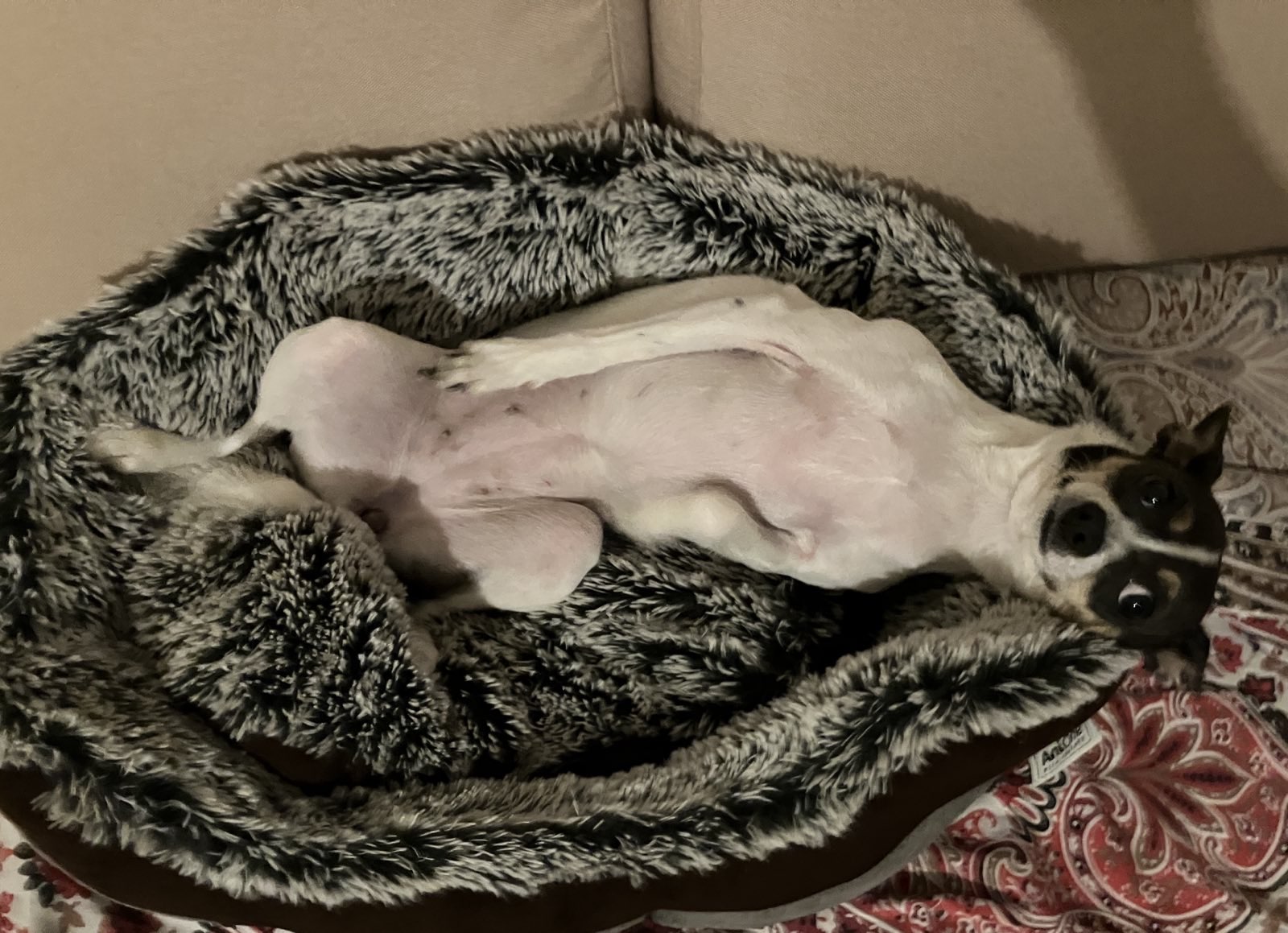 Amy - 14 Monate - VERMITTLUNGSHILFE! – Bild 3