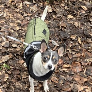 Amy - 14 Monate - VERMITTLUNGSHILFE!