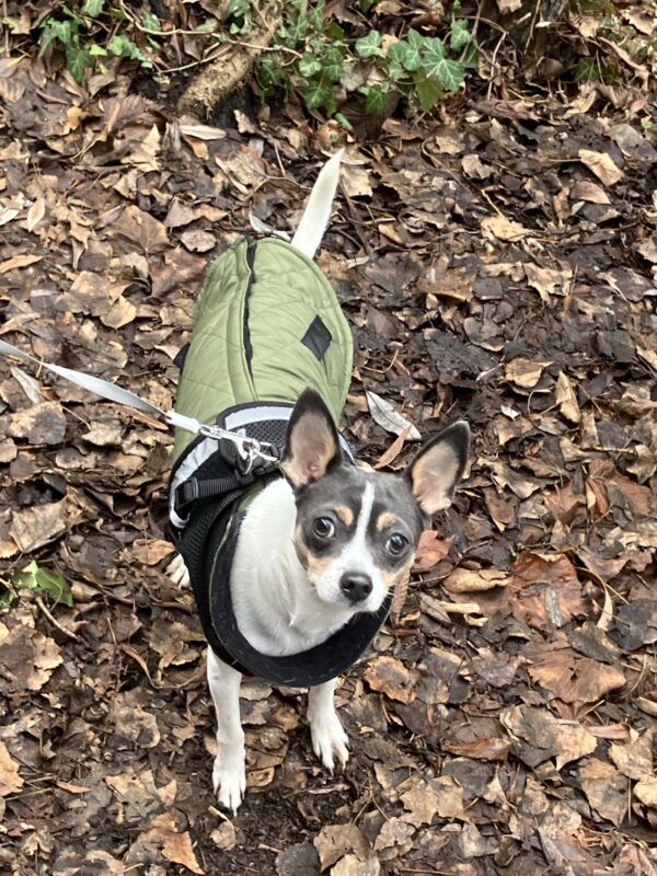 Amy - 14 Monate - VERMITTLUNGSHILFE!