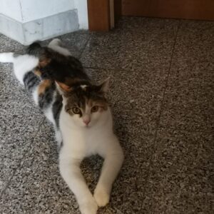 Funny - Eisenerz/Trofeng