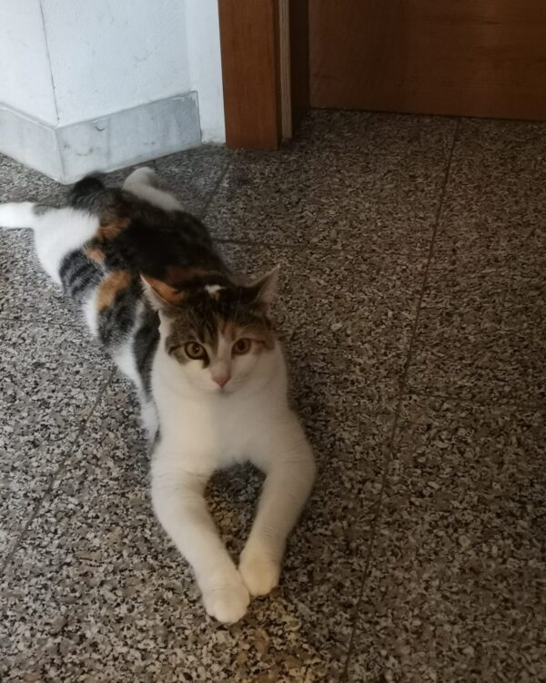 Funny - Eisenerz/Trofeng